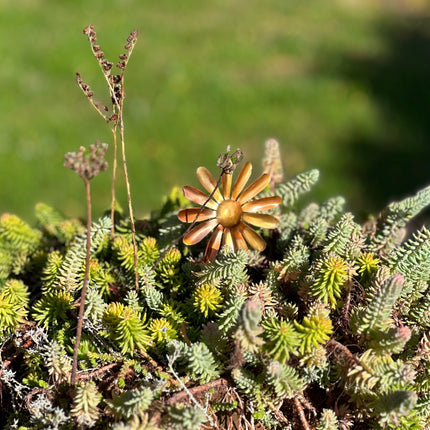 Copper Daisy Flower