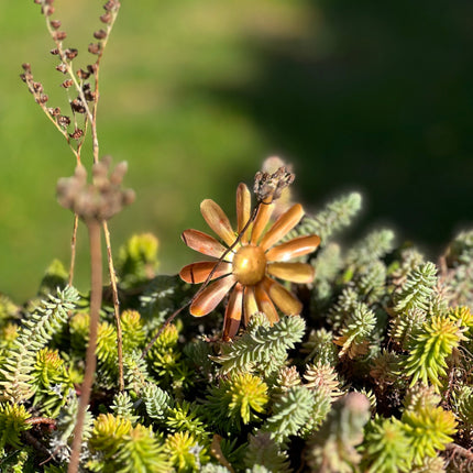 Copper Daisy Flower