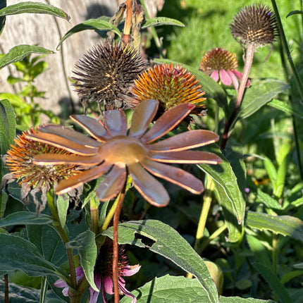 Copper Daisy Flower