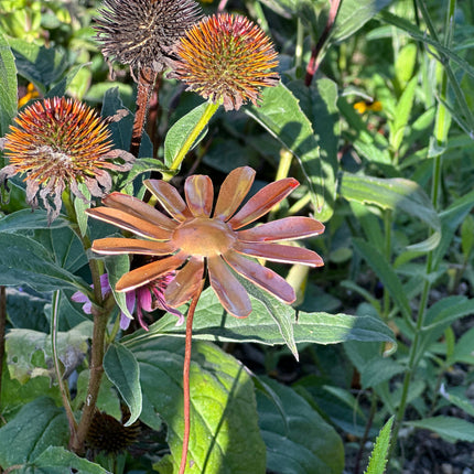 Copper Daisy Flower