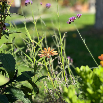 Copper Daisy Flower
