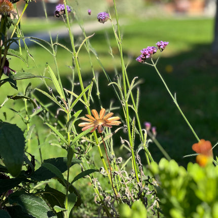 Copper Daisy Flower