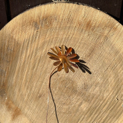 Copper Daisy Flower