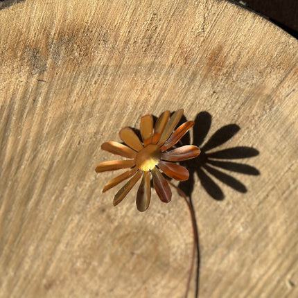 Copper Daisy Flower