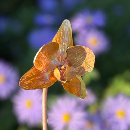 Copper Orchid Flower