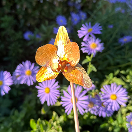 Copper Orchid Flower