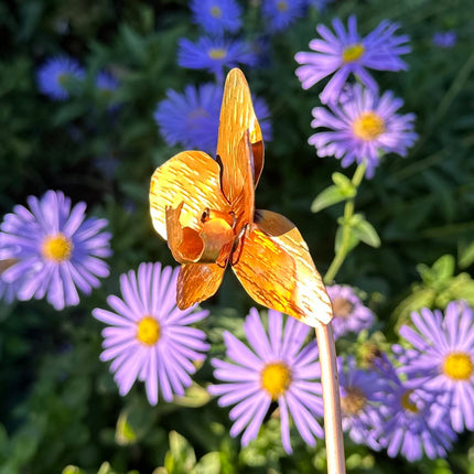 Copper Orchid Flower