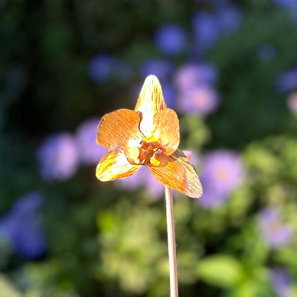 Copper Orchid Flower