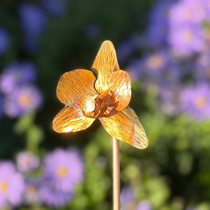 Copper Orchid Flower