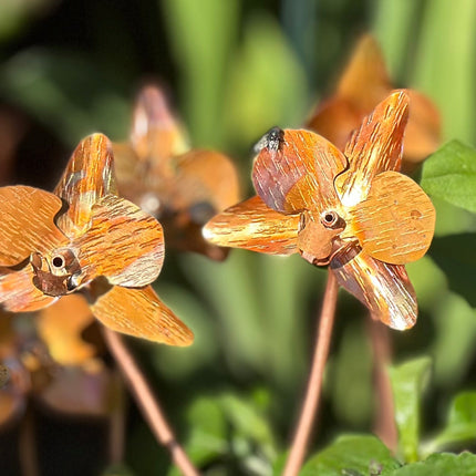 Copper Orchid Flower