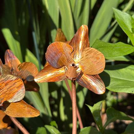 Copper Orchid Flower