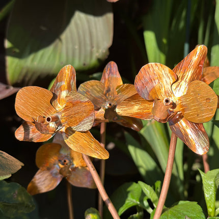Copper Orchid Flower
