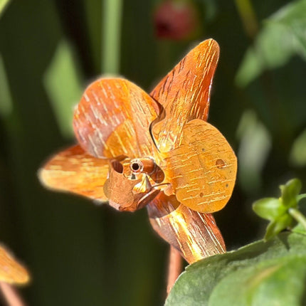 Copper Orchid Flower