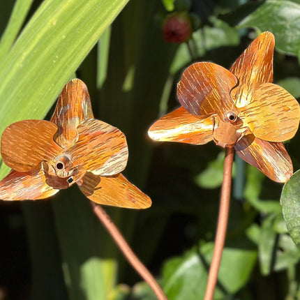 Copper Orchid Flower