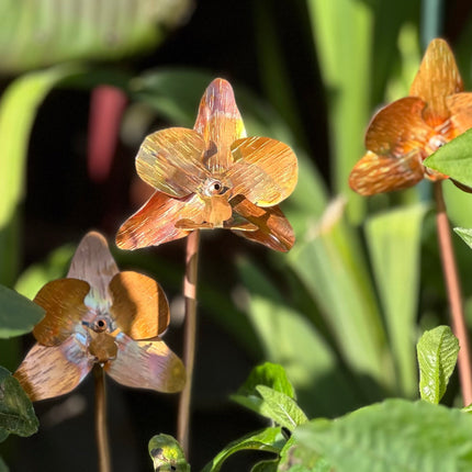 Copper Orchid Flower