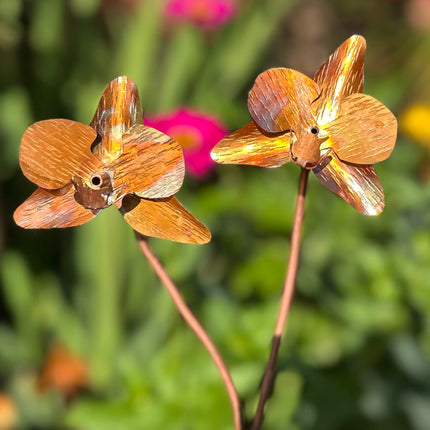 Copper Orchid Flower