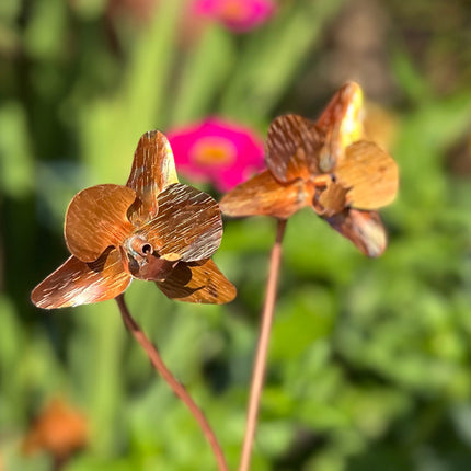 Copper Orchid Flower