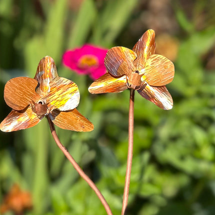 Copper Orchid Flower