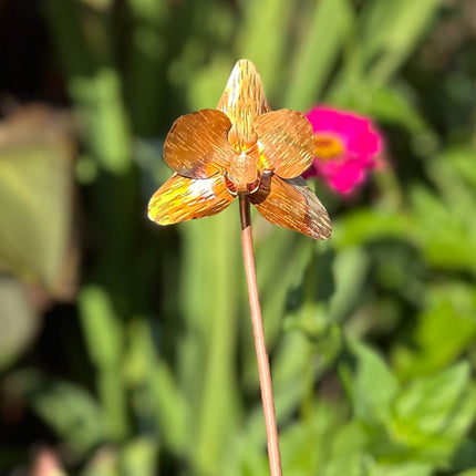 Copper Orchid Flower