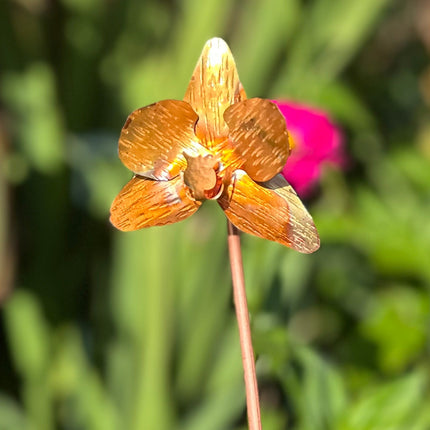 Copper Orchid Flower