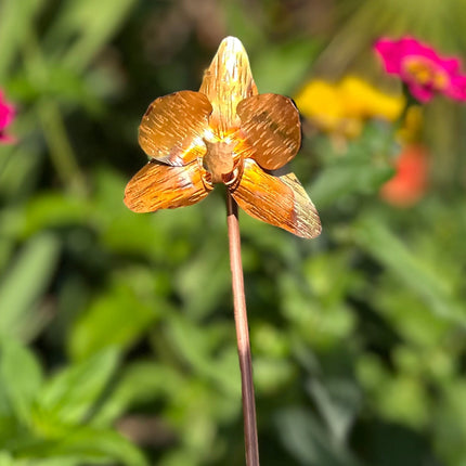 Copper Orchid Flower