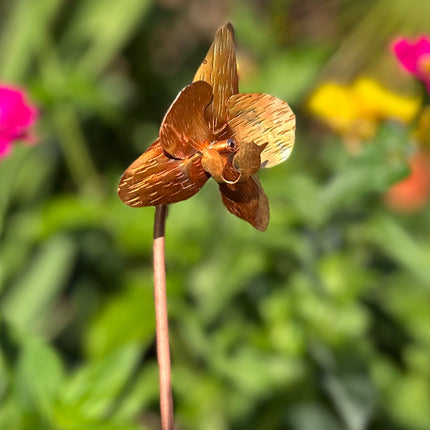 Copper Orchid Flower