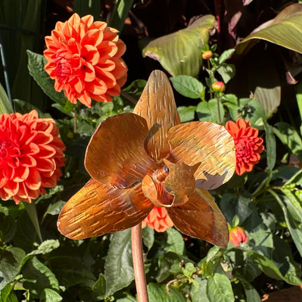 Copper Orchid Flower