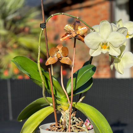 Copper Orchid Flower