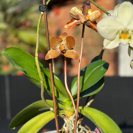 Copper Orchid Flower