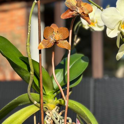 Copper Orchid Flower