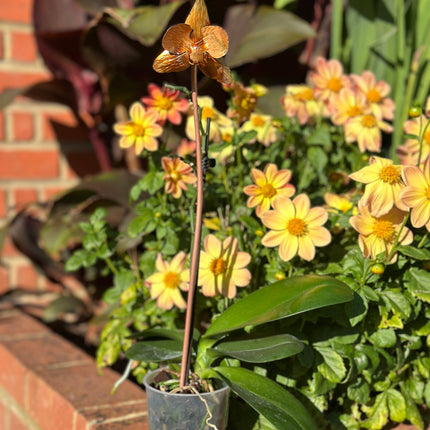 Copper Orchid Flower