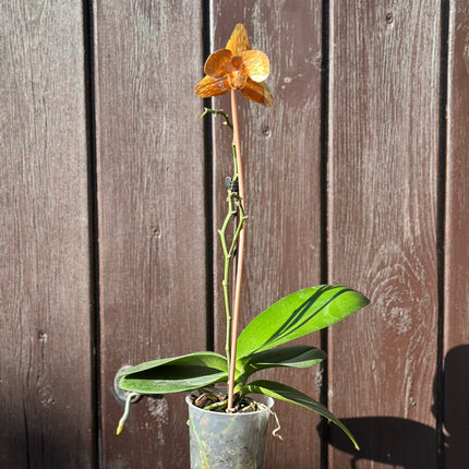 Copper Orchid Flower