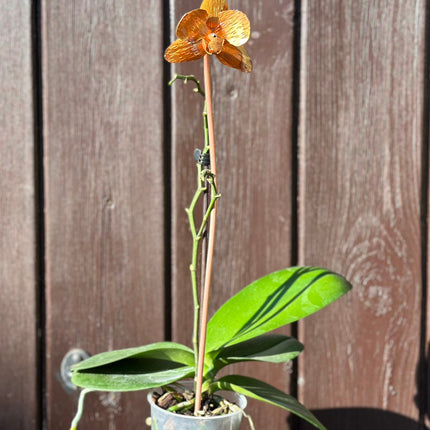 Copper Orchid Flower