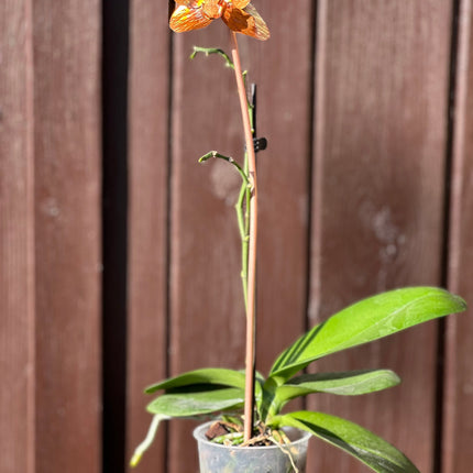 Copper Orchid Flower
