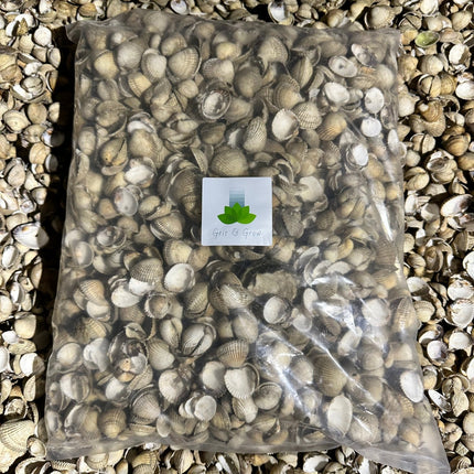 Whole Cockle Shells 5kg in bag - Whole Cockle Shells - Grit & Grow