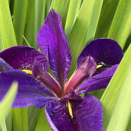 Iris louisiana 'Black Gamecock'