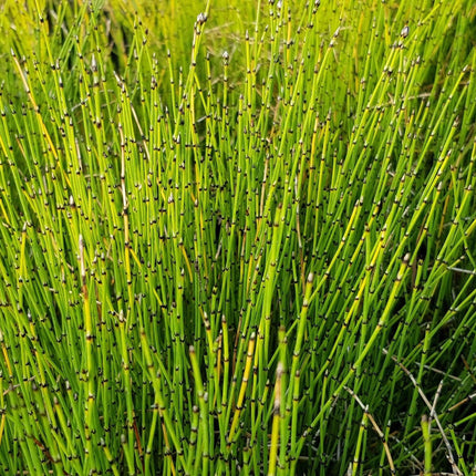 Equisetum scirpoides