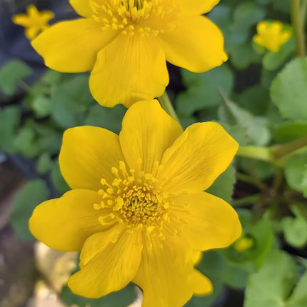 Caltha palustris polypetala