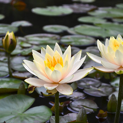 Nymphaea 'Inner Light'