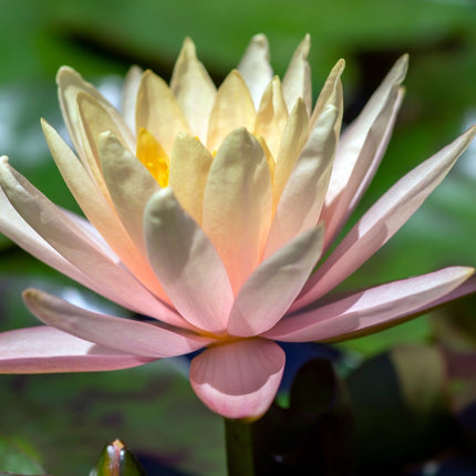 Nymphaea 'Inner Light'