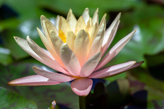 Inner Light Water Lily - Pond Plants - LW12