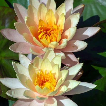 Nymphaea 'Inner Light'