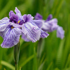 1 / 7cm Bareroot