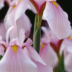 1 / 7cm Bareroot