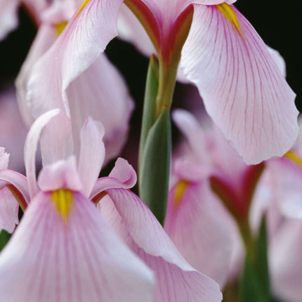 Iris ensata 'Darling'