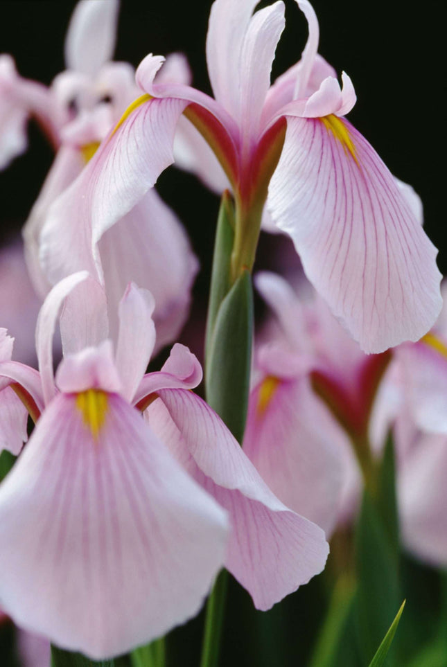Iris ensata 'Darling'