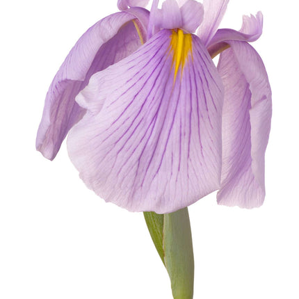Iris ensata 'Darling'
