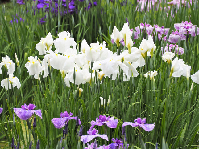 Iris ensata 'Dramatic Moment'