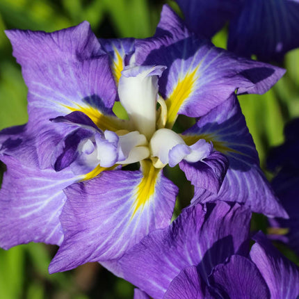 Iris ensata 'Electric Rays'