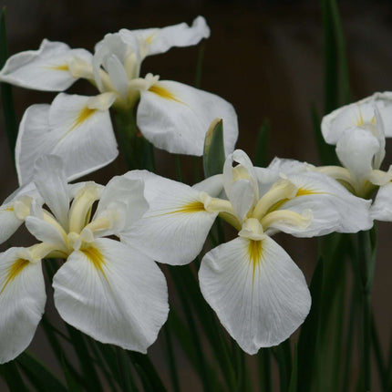 Iris ensata 'Goldbound'